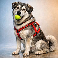 Labskian: The Fetch-Hungry Sled Philosopher With a Wet Nose Agenda