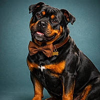 RottiBull: The Velvet Bouncer With a Block-Headed Heart