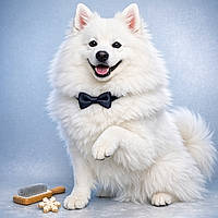 SamoEskimo: The Cloud That Barked Back (and Then Asked for an Applause Break)