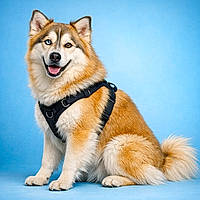 Huskydor : le Golden au sourire de pub, le Husky au regard de fugueur