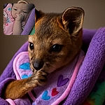 A close-up photo of a baby sucking their thumb while wrapped in colorful blankets, wearing a pink bib with cute embroidery, looking sleepy and cozy.