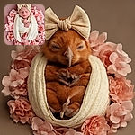 A peacefully sleeping newborn baby wrapped snugly in a soft cream-colored blanket, adorned with a large bow headband, nestled in a circle of delicate pink flowers against a muted pink background.