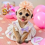 A delighted baby beams at the camera while surrounded by a pink balloon squad, wearing a giant flower headband and posing beside a shiny golden number five. It is less a birthday photo and more a tiny celebration boss making sure everyone knows the party budget went into balloons.