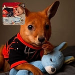 A cute baby dressed in a black and orange spiderweb-themed outfit is lying on a star-patterned blanket, holding a soft blue plush toy, with an inquisitive look and a finger near the nose, set against a warm red background.