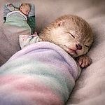 A tiny human burrito: a peacefully sleeping newborn swaddled in a pastel blanket with one floral-sleeved arm thrown up like a victory pose. Cheeks relaxed, mouth slightly open, and the whole scene radiates cozy nap-time vibes — bottle barely in frame as backup hydration.