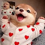 A joyful baby in a white onesie adorned with red hearts is laughing heartily, eyes sparkling with delight, while comfortably resting on someone's lap in a cozy indoor setting.