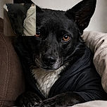 A close-up photo of a black dog with soulful brown eyes resting its head between a brown surface and a white pillow with subtle floral patterns, capturing a quiet and intimate moment.