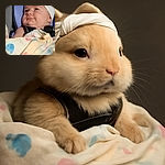 A chubby-cheeked baby wrapped in a colorful elephant-patterned blanket, wearing a white headband, gazes off with a sly smile while comfortably strapped into a car seat.
