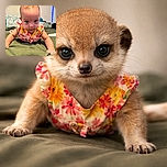 A curious baby in a colorful floral outfit is lying on a green blanket, staring intently at the camera with wide eyes, while the background shows a cozy bed with patterned pillows and a soft ambiance.
