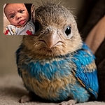 A close-up photo of a baby with big expressive eyes and a curious expression, wearing a playful onesie decorated with animated breakfast foods like bacon, waffles, and eggs, snuggled close to a dark fabric background.