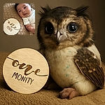 A cute baby lying on a textured brown blanket next to a wooden milestone plaque that reads 'one month', looking curiously at the camera with big, bright eyes and soft, curly hair.