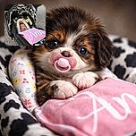 A peaceful newborn is swaddled in a floral pillow and pink blanket, pacifier in place, reclining in a cow-print car seat parked in front of a rugged vehicle — tiny royalty meeting rough gravel. The shot is cozy and candid, with shallow depth of field making the baby the undeniable star while the bumper provides a dramatic backdrop.