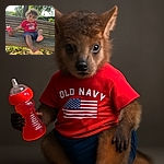 A cute toddler with curly hair chilling on a wooden park bench, wearing a bright red Old Navy shirt and blue shorts, holding a red sippy cup, with one foot playfully stretched out towards the camera, all under warm natural sunlight and a leafy green backdrop.