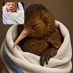A peacefully sleeping newborn wrapped snugly in a textured white blanket, held gently with a soft blue background. The photo is overlaid with a large digital clock and date, giving it a cozy yet modern feel.