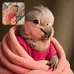 A joyful baby wrapped in a soft pink blanket, grinning widely while nestled comfortably against a gray pillow, with cozy home surroundings gently blurred in the background.