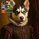A playful husky puppy with striking blue eyes and a pink tongue sticking out, standing on green grass with some concrete and plants in the background. The photo is a screenshot from a social media story with visible interface elements and text overlays.