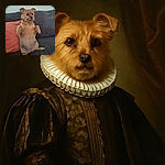 A fluffy small dog sits upright on a gray couch next to a coral pillow, looking alert and slightly curious with its front paws raised like a tiny kangaroo.
