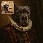 A large gray dog with expressive eyes is lying on a beige carpet, glancing curiously at the camera. In the background, a cozy dog bed with a beige blanket is visible, along with a red and white object that looks like a pet toy or holiday accessory. The setting suggests a comfortable indoor living space.