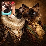 Two cats are cozily snuggled together in a small blue pet bed, one with striking black and white fur looking curiously up, while the other darker fluffy cat lounges with a relaxed expression. The background shows a tiled floor and some scattered pet toys and blankets.