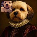 A close-up, adorable fluffy dog with soulful eyes and a slightly tousled fur coat lounges comfortably on a couch, looking curiously at the camera with a cozy home background.