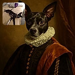 A relaxed black and white dog sprawled out comfortably on a beige bedspread with pillows in the background, one pillow humorously labeled 'me time'. The cozy bedroom setting adds to the laid-back vibe of the photo.