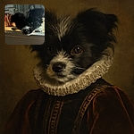 A fluffy black and white puppy is resting its head on a white surface, looking curiously at the camera with soft light highlighting its fur, while the background shows a cozy indoor setting with some plants and framed pictures.