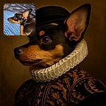 A small black and tan dog is resting its head on a blue patterned pillow, looking contemplative or sleepy. The background features a dark blue blanket with circular designs, creating a cozy bed scene. The dog’s large ear is prominently visible, and the lighting highlights the shiny fur.