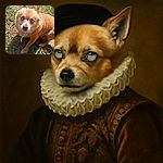 A small tan dog with cloudy eyes sits on patchy grass, looking up with a curious and gentle expression. The sunlight highlights the dog's fur texture while the background shows a mix of green grass and dry patches.