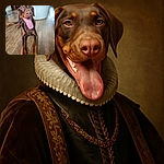 A joyful Doberman lying on a wooden floor with its tongue hanging out, looking like it's ready for a play session or a treat. The background is softly blurred, highlighting the dog's shiny coat and happy expression.