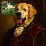 A fluffy, happy dog is lounging on a sunny patch of green grass in a backyard, with its tongue out and a relaxed expression, surrounded by some bushes and a house wall in the background.