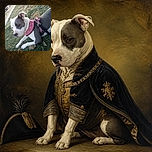 A sturdy gray-and-white dog lounges on the grass in a pink harness, giving the camera a serious look that says, “I was promised treats, not a photo shoot.” A leash, toy, sidewalk, and parked cars complete the outdoor scene.
