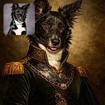 A sharp studio portrait of a mischievous black-and-white dog giving a side-smirk, ears like radar dishes and a blue collar with a dangling tag — looks like it just heard the word 'treat' and is pretending to be dignified about it. Soft grey backdrop keeps all attention on the glossy fur and warm brown eyes.