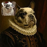 A charming French Bulldog gazes upward with a curious and slightly regal expression, showcasing its distinctive black and white markings and large ears. The cozy indoor setting with a soft rug and warm lighting adds to the intimate and endearing feel of the photo.
