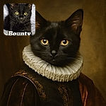 A cute black kitten with striking yellow eyes lounges on a soft, fluffy surface. The kitten's intense gaze is captivating, and the cozy backdrop adds warmth to the image. Bold text overlay reads 'Bounty' in a playful font, making the photo feel like a fun pet introduction or poster.