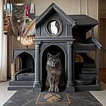 A fluffy gray cat with striking yellow-green eyes sits majestically on a wooden kitchen counter, surrounded by jars of nuts and kitchen utensils, giving off an air of quiet kitchen royalty.