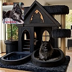 A fluffy black and white dog lounges comfortably on a soft blanket, looking attentively to the side as if ready to help with some serious studying. The cozy setting is complemented by a playful red text overlay saying 'My Study Buddy,' making this furry friend the perfect companion for any study session.