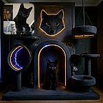 A curious black kitten with wide eyes is perched on a cat tree, seemingly ready to pounce or play. The background shows a framed portrait and some household items, adding a cozy indoor vibe.