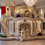 A cheerful husky puppy sits proudly on a person’s striped lap, tongue out and ears standing tall like it has just been promoted to captain of the couch. Red cushions and a patterned pillow create a cozy indoor backdrop, while a mysterious arm peeks in from above like an accidental camera assistant.