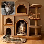 A slightly blurry photo of a tabby cat sitting on a white bedspread, looking down with a calm and thoughtful expression. The background shows part of a bedroom with furniture and a mirror.
