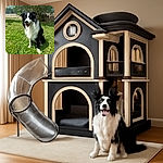 A happy black and white Border Collie sitting on a lush green lawn sprinkled with small white flowers, basking in the sunshine with a joyful expression and tongue out.