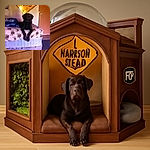 A slightly blurry photo of a black dog lounging on a bed with patterned sheets, a colorful sign on the wall behind, and a small chew toy on the carpeted floor. The dog looks relaxed but the image lacks sharpness and good lighting.