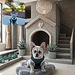 A charming little French Bulldog puppy with blue eyes and a speckled coat sits attentively on a concrete path in a sunlit park, wearing a dark harness. The background is softly blurred with greenery and trees, capturing a peaceful outdoor moment.