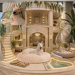 A hilariously oversized-eared dog lounges on a bed like a pink-nosed royal who has just discovered the camera and decided to grant it one dramatic, upside-down smirk. Striped pillows and a green blanket create a cozy bedroom throne.