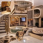 A scruffy little dog looks up from the doorway like a tiny, fuzzy security guard inspecting the visitor, with one paw poised on the threshold and a wooden patio waiting behind it.