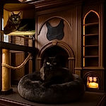 A mysterious black cat lounges comfortably inside a cozy cardboard box, its glowing yellow eyes piercing through the dim light while its fluffy tail curls beside it.