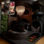 A fluffy dark brown cat is resting its paw on a person's arm, looking curiously at the camera with a cozy indoor setting featuring festive red and white holiday decorations in the background.