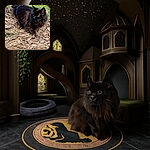 A fluffy black cat with striking yellow eyes prowls confidently through a bed of dried leaves and pine needles, with a patch of green grass in the background. The cat's fur shines softly in natural light, making it look like a stealthy forest creature on a mission.