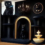 A sleek black cat with striking green eyes and a blue collar sits regally on a wooden surface, staring curiously at the camera with a plain wall and a power outlet in the background.
