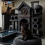 A fluffy black kitten with bright yellow eyes sits adorably on a dark surface, tilting its head curiously. The background shows a cozy living room with a TV, shelves, and some storage bins, slightly out of focus to keep the kitten as the star of the shot.