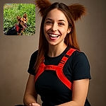 A happy small dog with a red harness sits on lush green grass near a body of water, tongue out and ears perked, enjoying a sunny day outdoors.